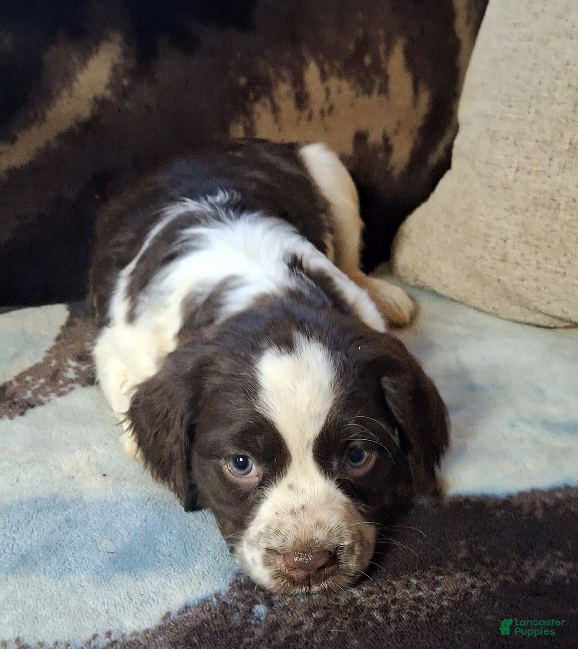 English Springer Spaniel dogs Daisy  - Ad 16