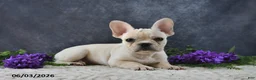 French Bulldog dogs for sale: Ivory - Ad 5