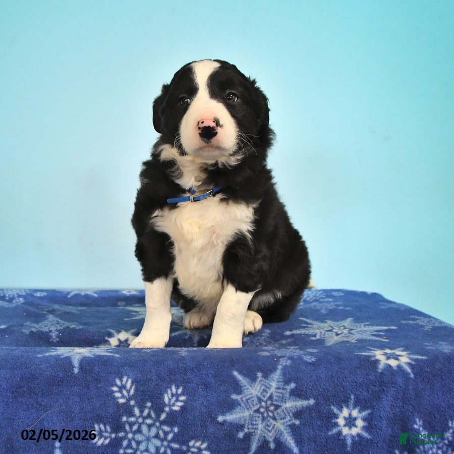 Mixed Breed dogs Roscoe - Ad 26
