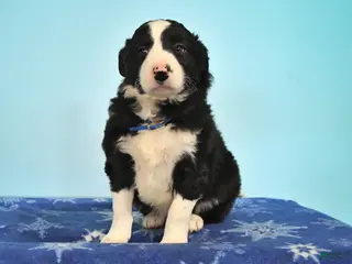 Mixed Breed dogs Roscoe - Ad 28