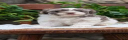 Havanese dogs for sale:  Nash - Ad 6