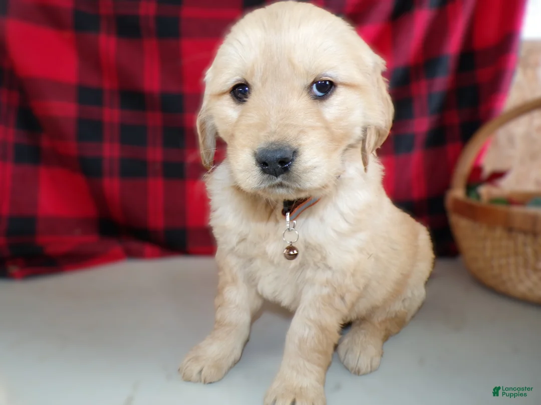 Golden Retriever dogs for sale: Golden Retriever Puppy 4 Marco - Ad 3