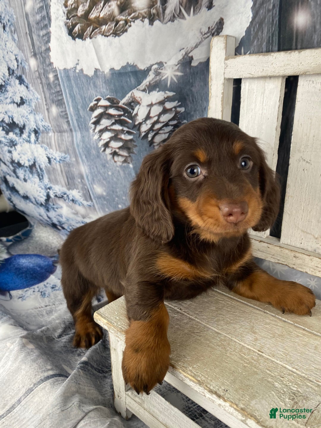 Miniature Dachshund dogs for sale: Lexi - Ad 7