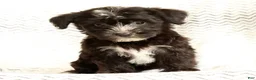 Yochon dogs for sale: Snickers - Ad 8