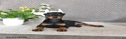 Doberman Pinscher dogs for sale: Sage - Ad 3