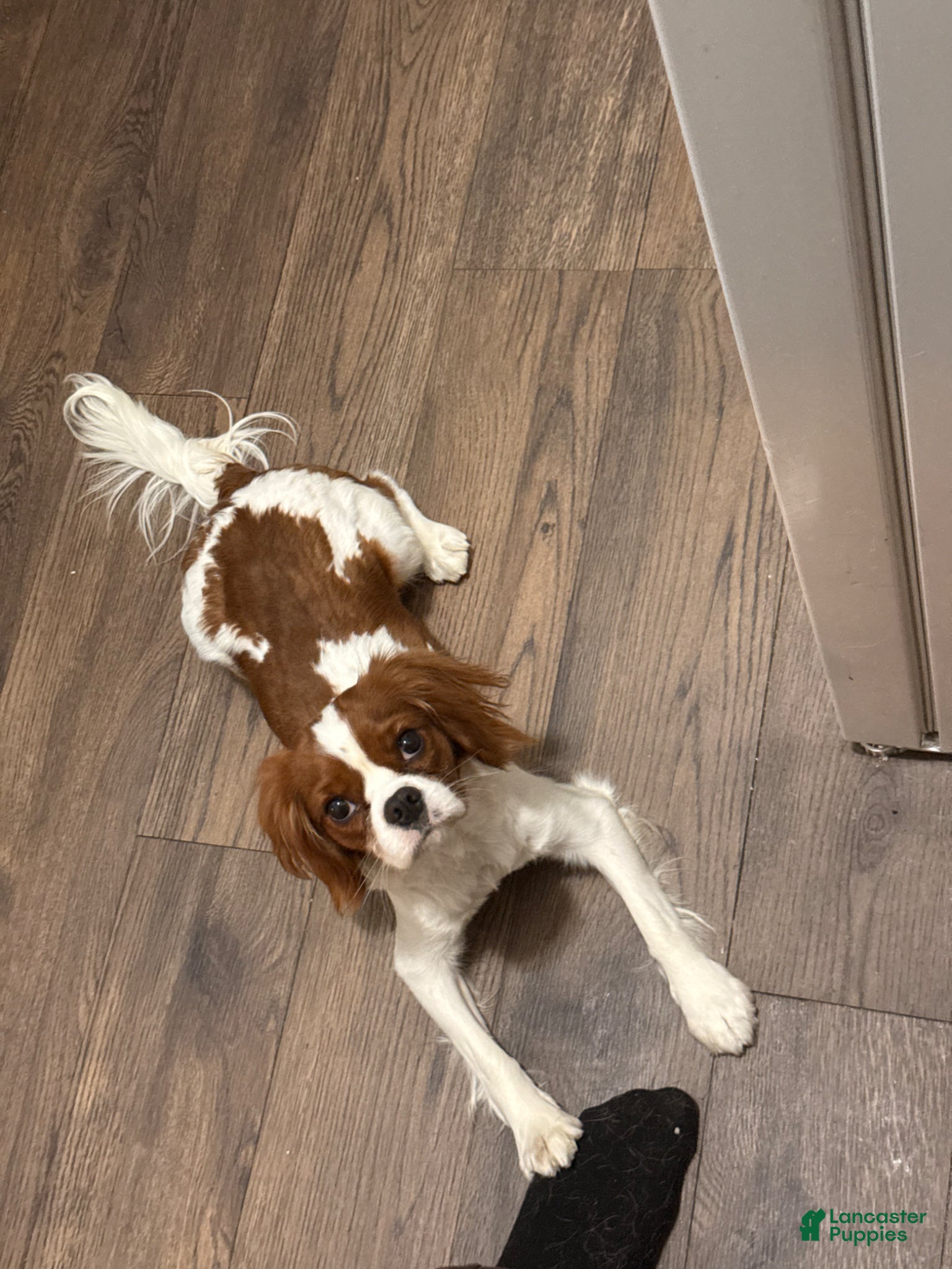 Cavalier King Charles Spaniel dogs stud service  - Ad 1