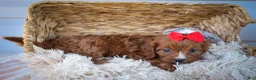 Cavapoo dogs for sale: Kristina   - Ad 15