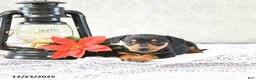 Miniature Dachshund dogs for sale: Macey - Ad 5