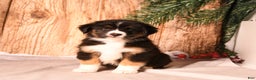 Miniature Australian Shepherd dogs for sale: Peppermint - Ad 2