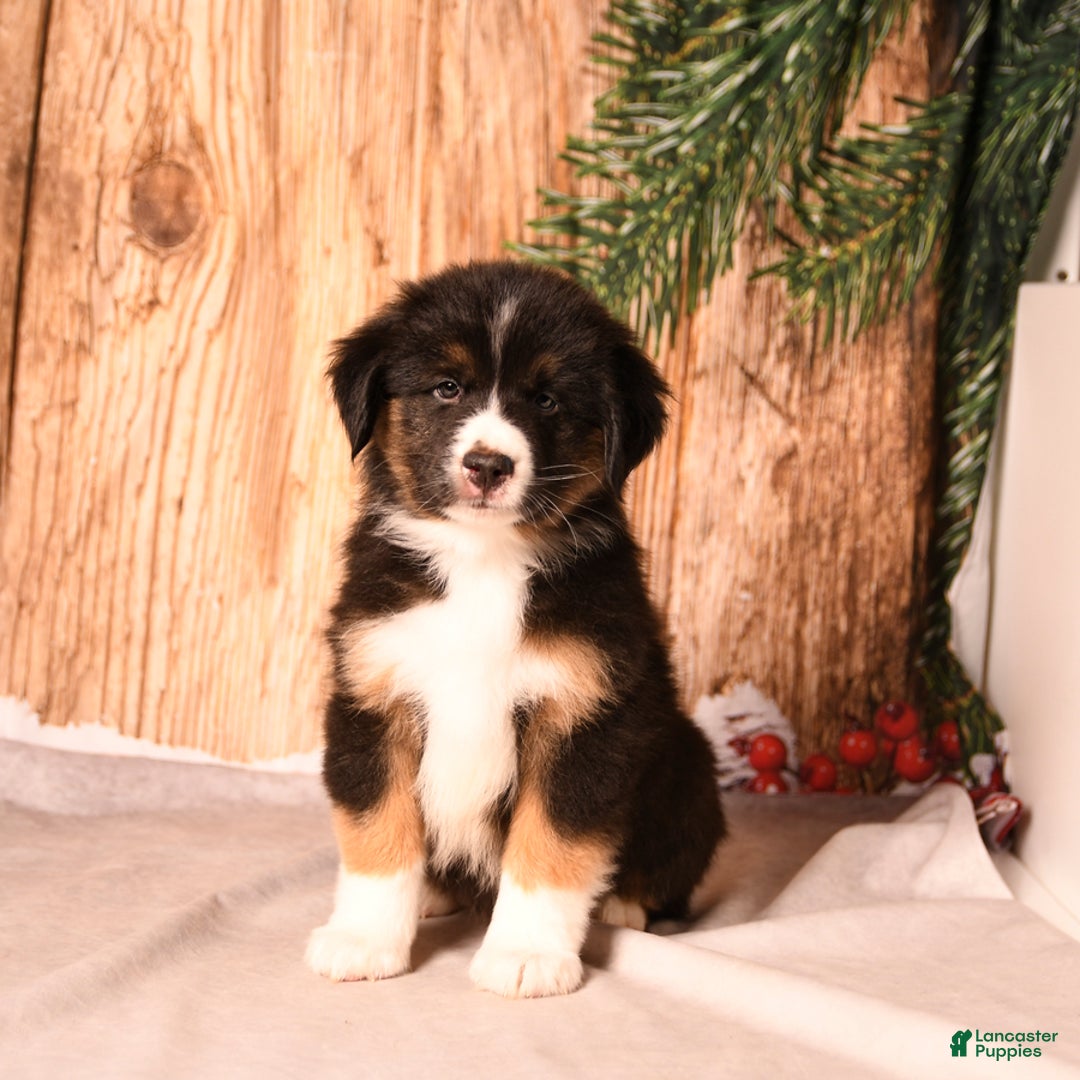 Miniature Australian Shepherd dogs for sale: Peppermint - Ad 2