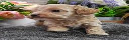 Cavapoo dogs for sale: #3 Female of Kate - Ad 2