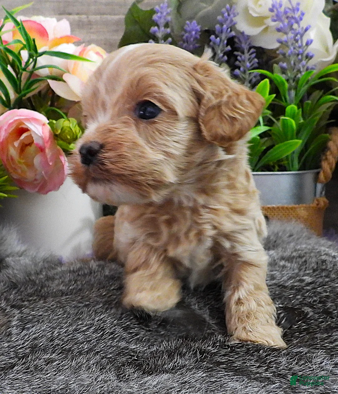 Cavapoo dogs for sale: #3 Female of Kate - Ad 2