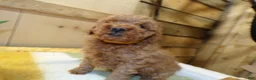 Mini Goldendoodle dogs for sale: Mini Goldendoodle Puppy 4 Phoenix - Ad 4