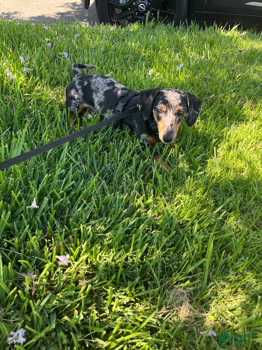 Miniature Dachshund dogs for stud: Papi!  - Ad 2