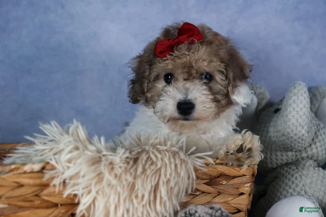 Bichpoo dogs for sale: Snickerdoodle - Ad 15