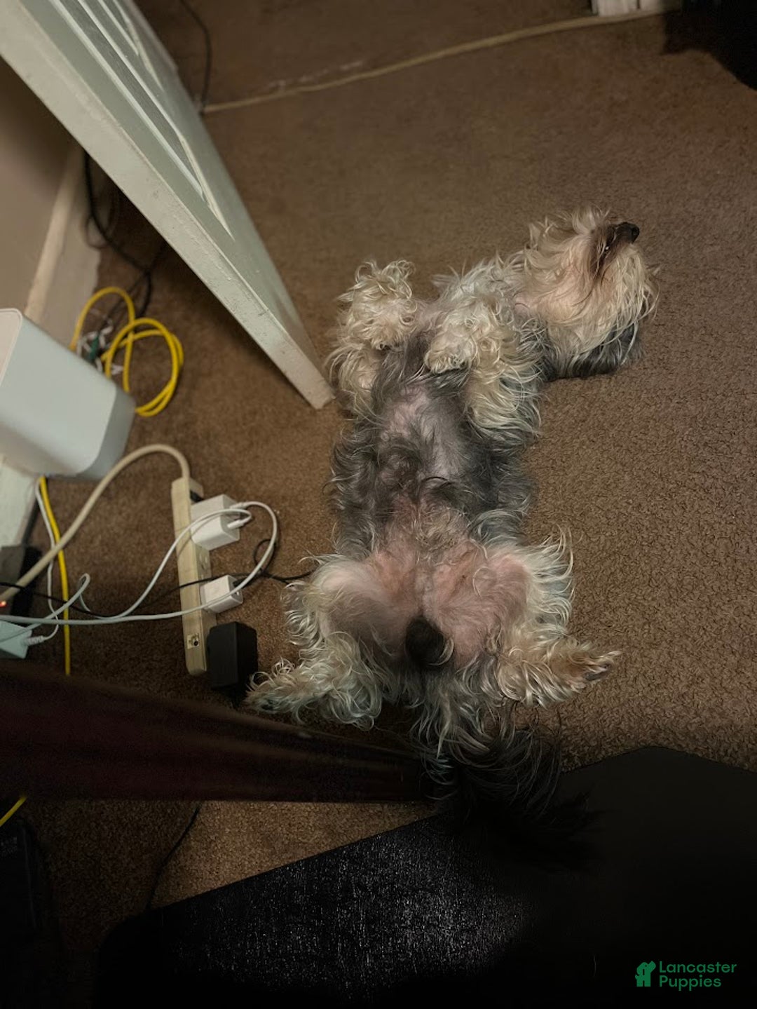 Yorkiepoo dogs for stud: Freddy Jrs - Ad 8