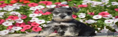Annie - Mini