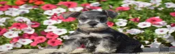 Miniature Schnauzer dogs for sale: Annie - Mini - Ad 1