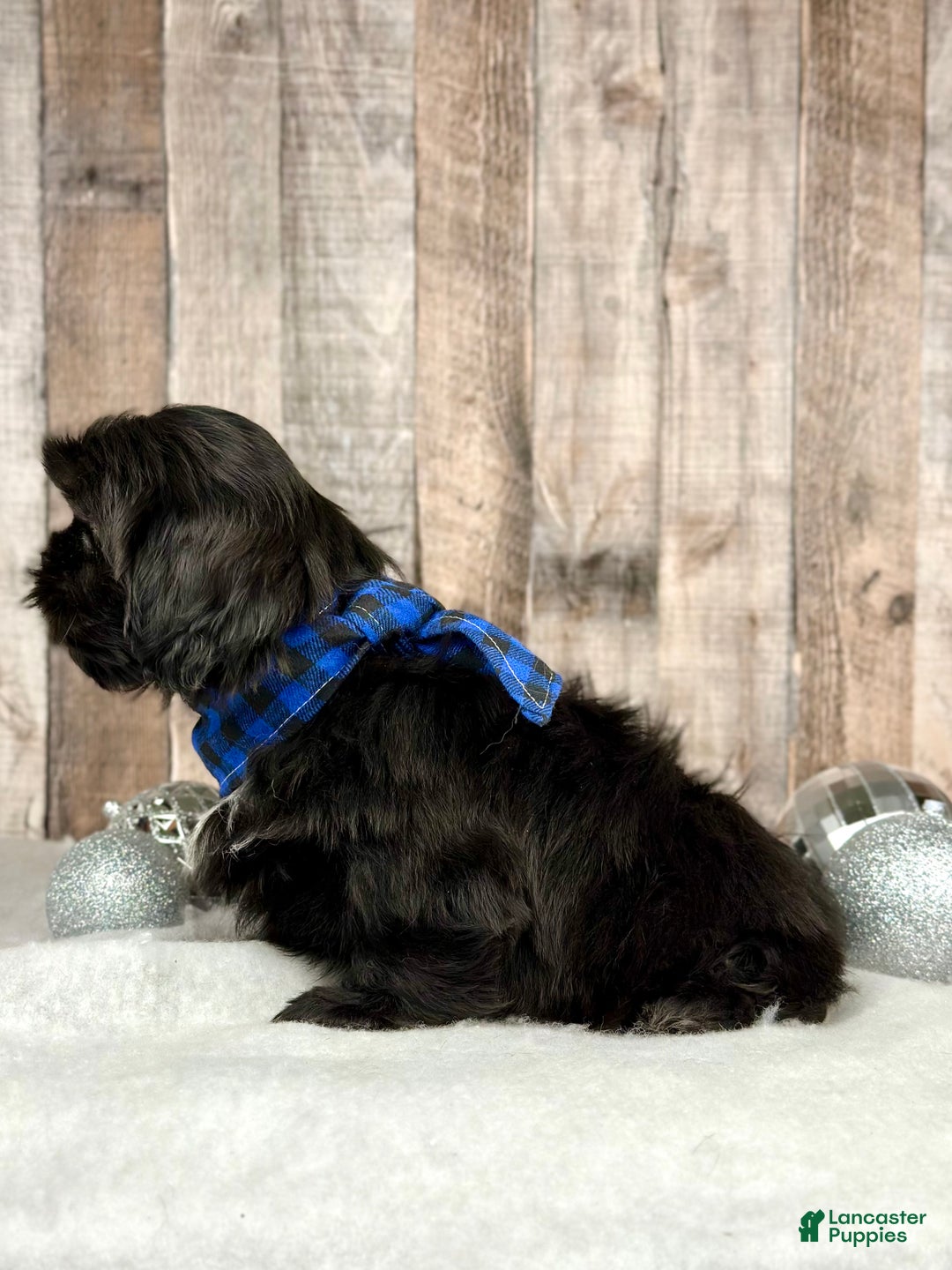 Shih Tzu dogs for sale: Huey - Ad 2