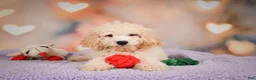 Cavapoo dogs for sale: pete - Ad 14