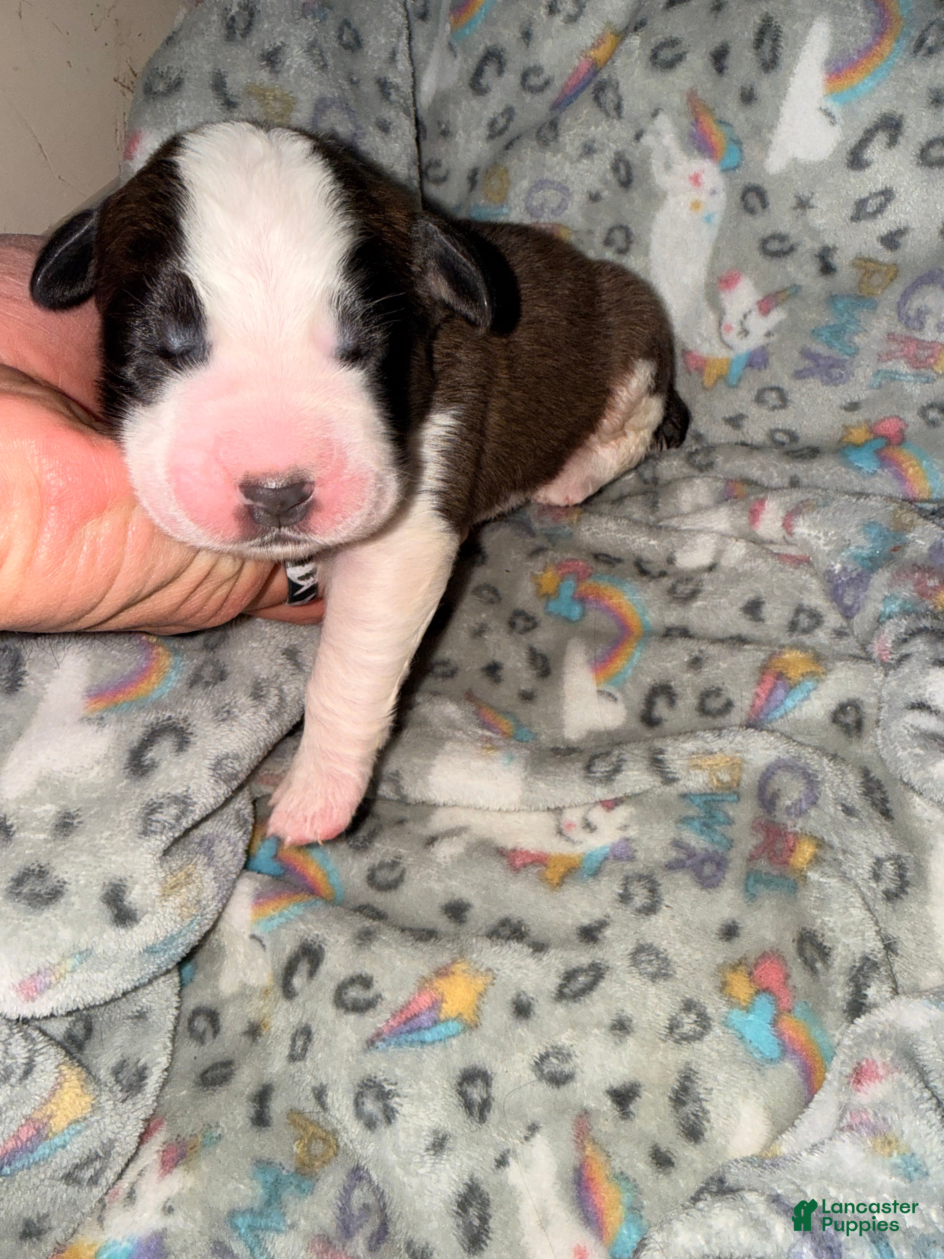 Saint Bernard dogs Saint Bernard Puppy 1 - Ad 6