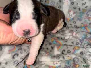 Saint Bernard dogs Saint Bernard Puppy 1 - Ad 6