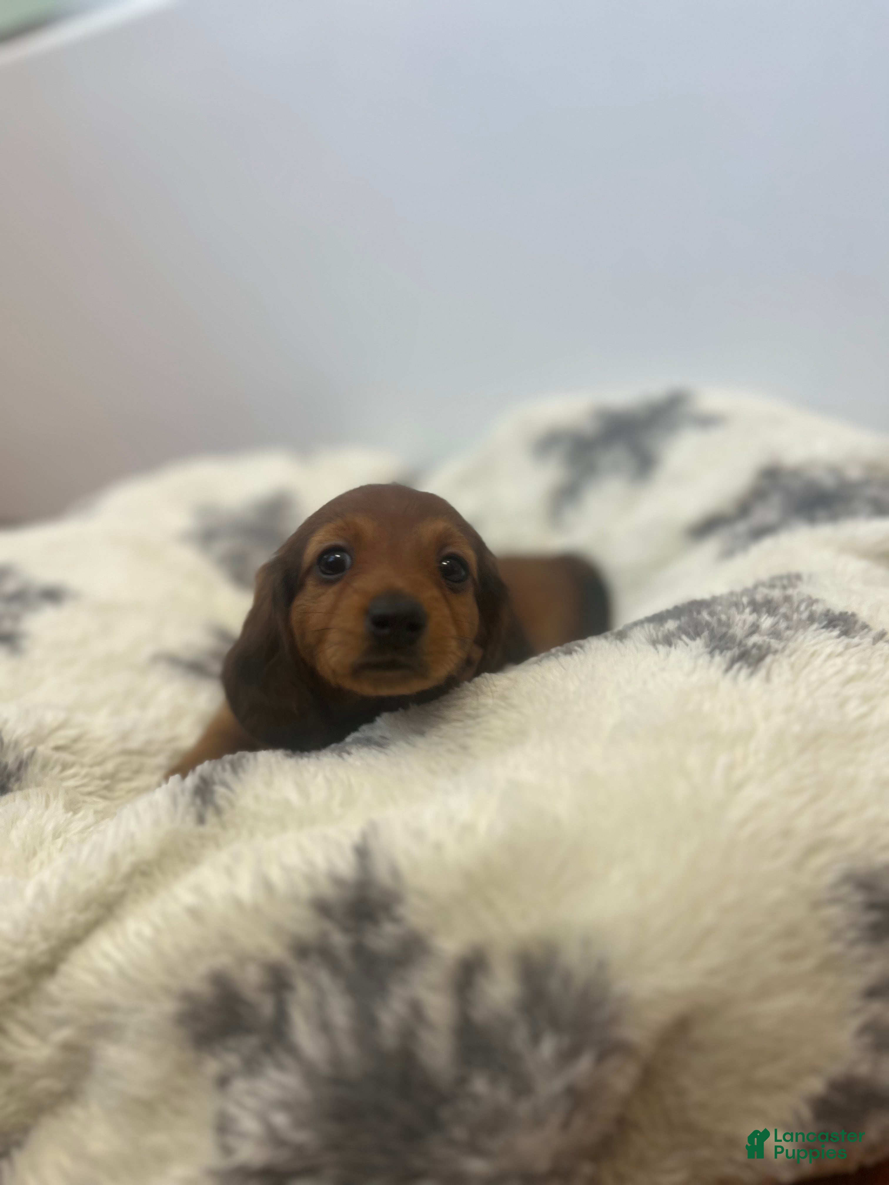 Miniature Dachshund dogs Cocoa Bean - Ad 1