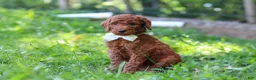 Standard Poodle dogs for sale: Janelle AKC - Ad 4