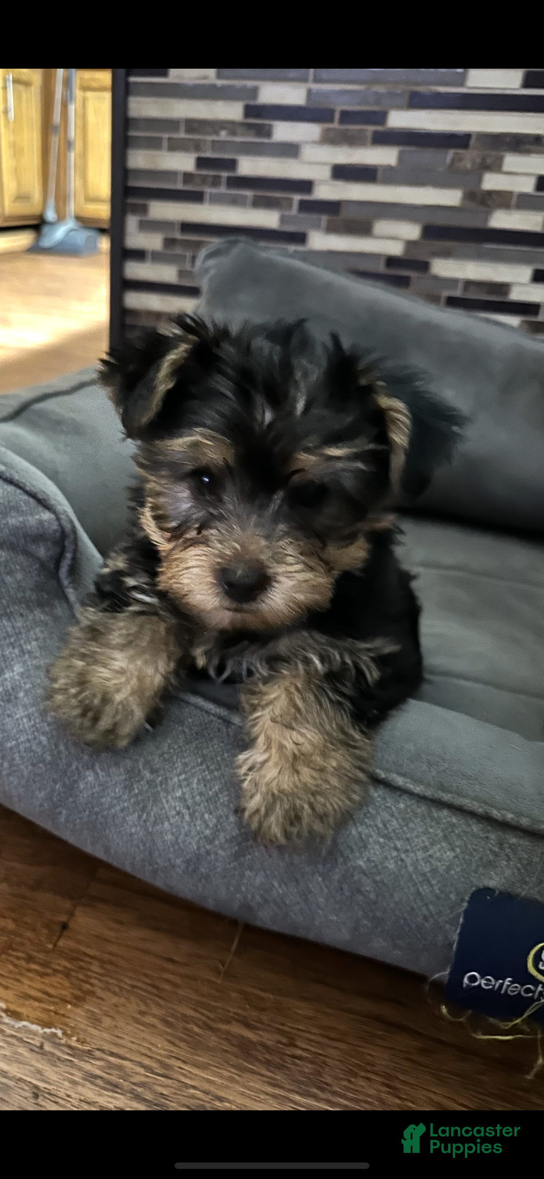 Yorkshire Terrier dogs for sale: Yorkshire Terrier Puppy 1 - Ad 1