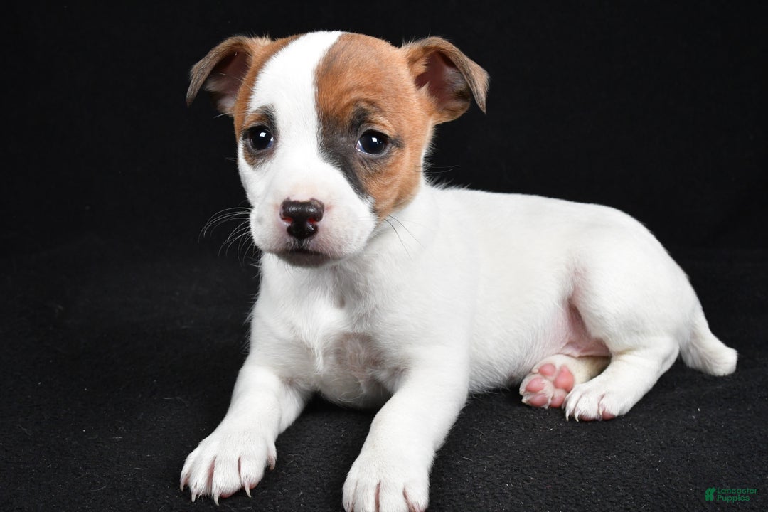 Jack Russell Terrier dogs for sale: Queen - Ad 3