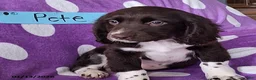 English Springer Spaniel dogs for sale: Pete - Ad 3