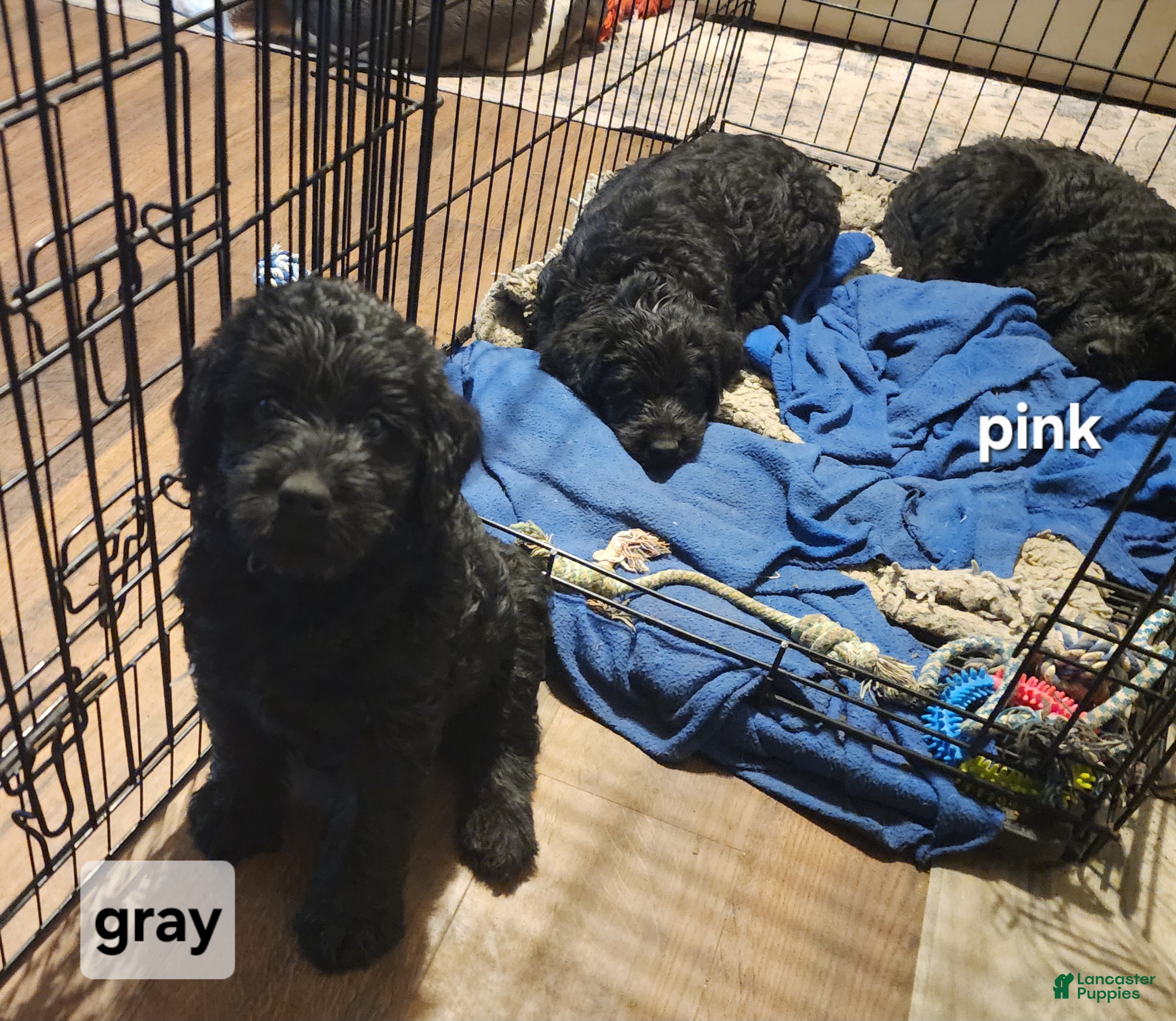 Labradoodle dogs Labradoodle gray collar - Ad 1