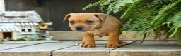 Staffordshire Bull Terrier dogs for sale: Mia Belle 🌸 - Ad 16