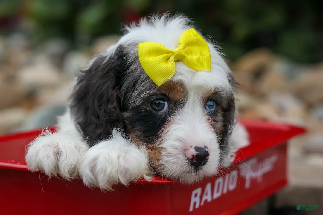 Cavapoo dogs for sale:  Preston🐶  - Ad 1