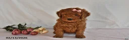 Mini Goldendoodle dogs for sale: Luna  - Ad 4