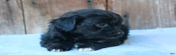 Mixed Breed dogs for sale: Ethan (toy) - Ad 4