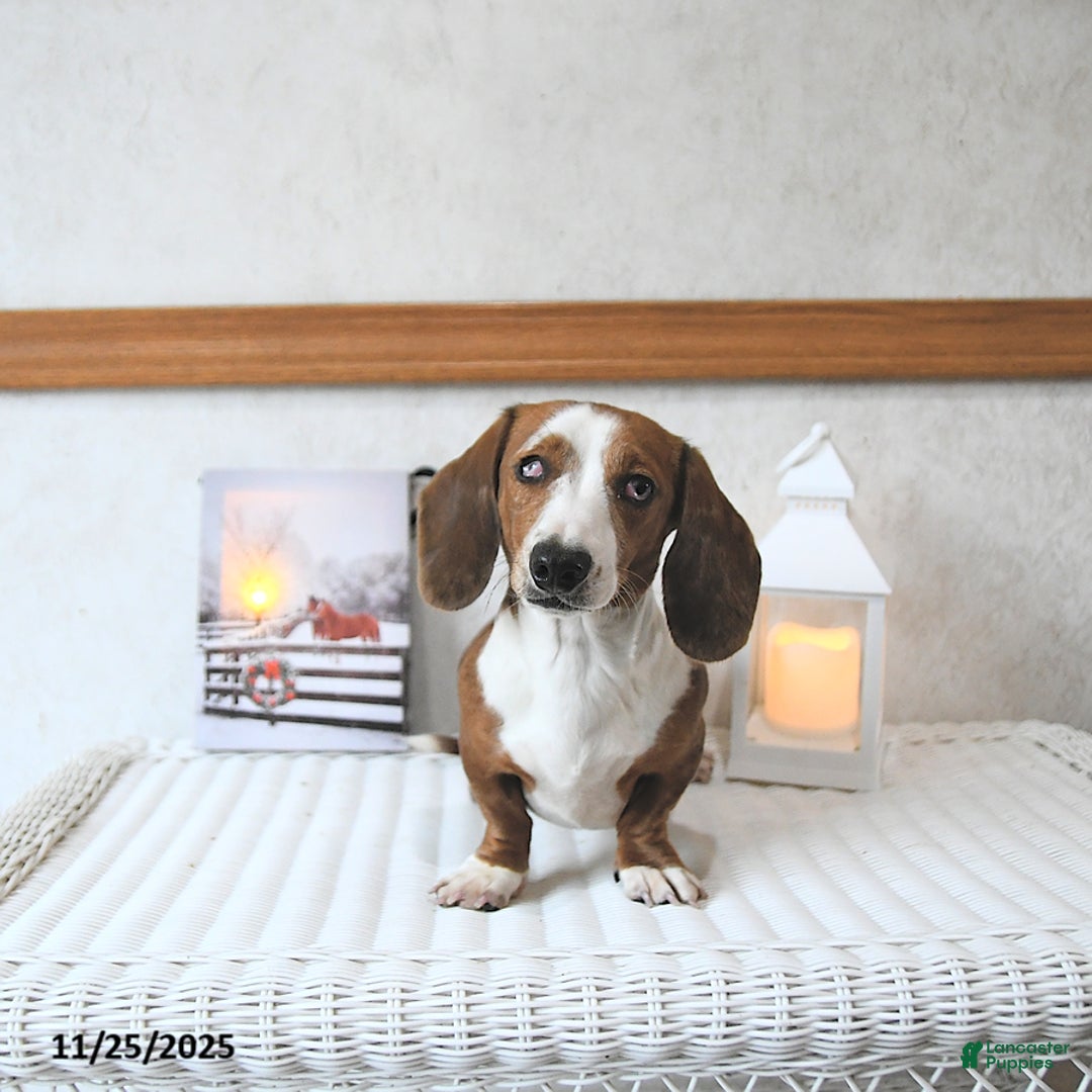 Miniature Dachshund dogs for sale: Connie SPECIAL NEEDS - Ad 3