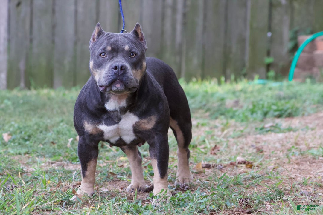 Gallery Image {{count}}