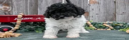Toy Poodle dogs for sale: Duke - Ad 3