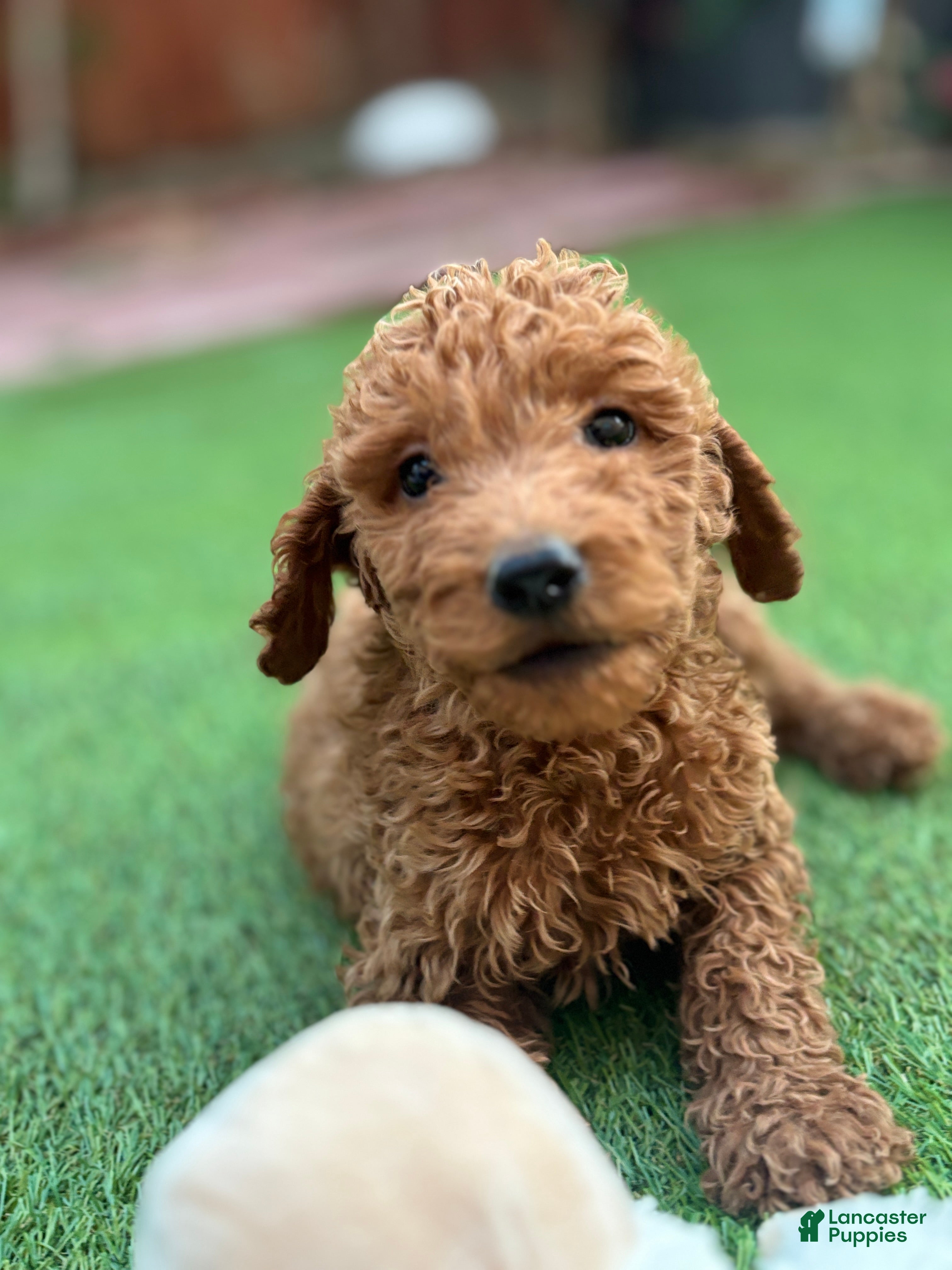 Standard Poodle dogs Cooper - Ad 2