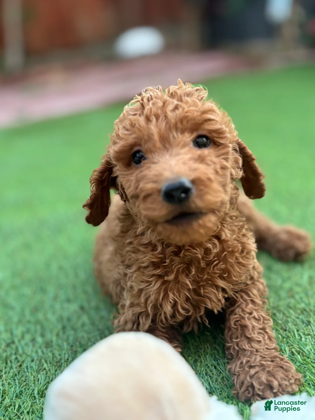 Standard Poodle dogs for sale: Cooper - Ad 2