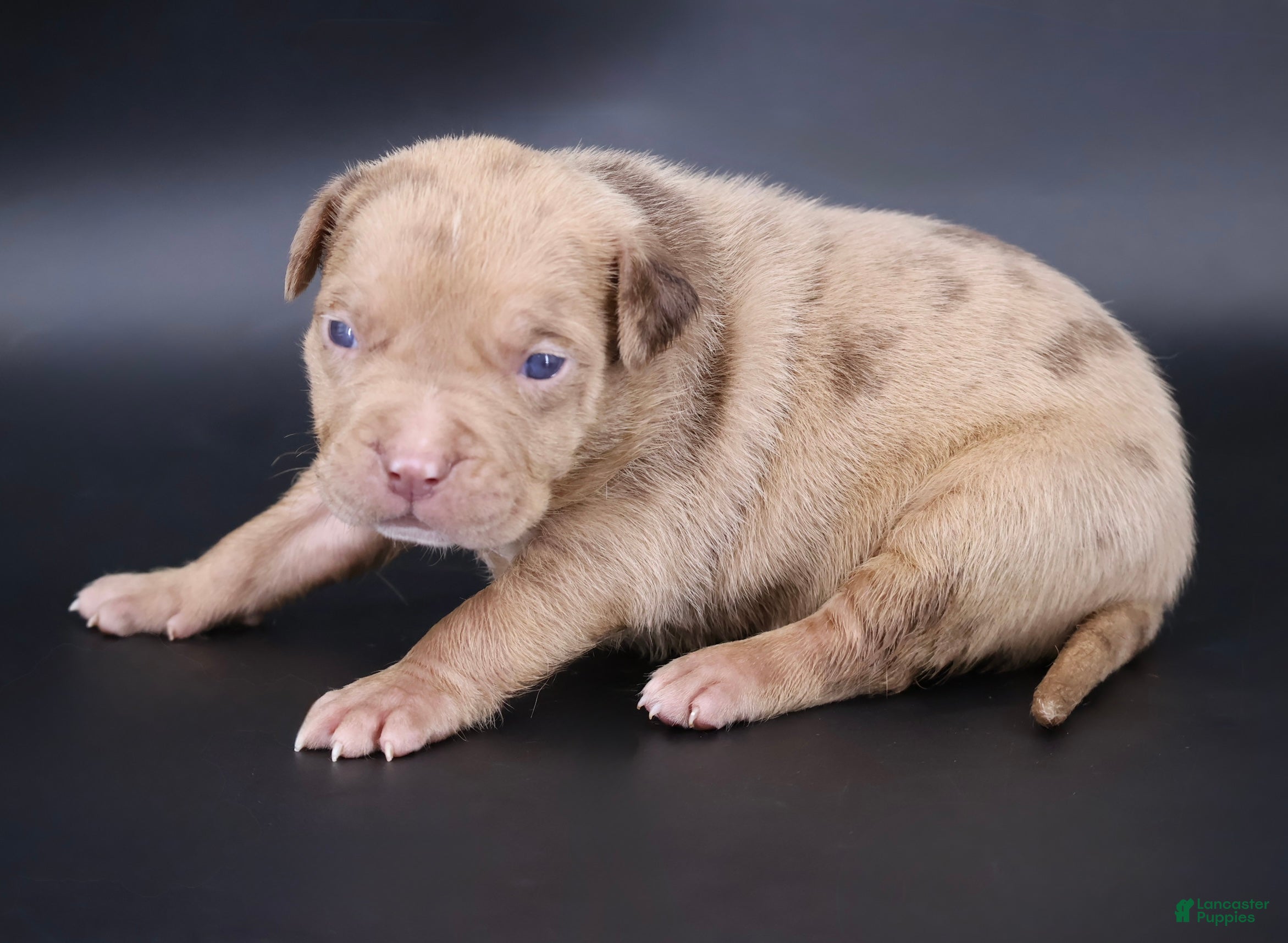 American Bully dogs Ra - XL - ABKC  - Ad 1
