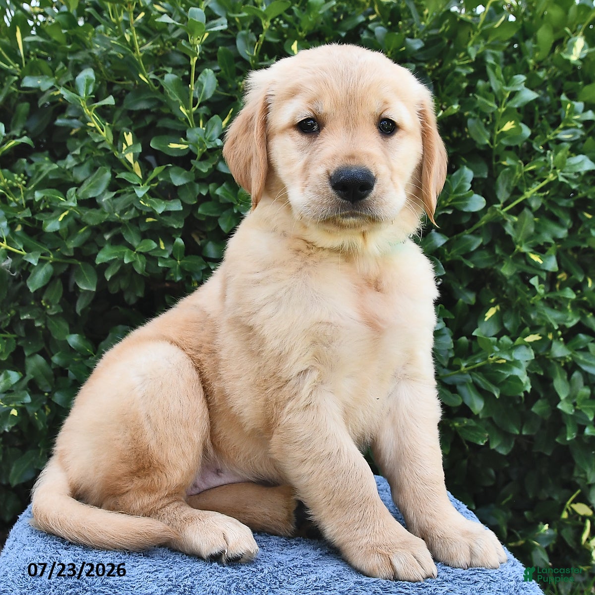 Golden Retriever dogs Luna  - Ad 2