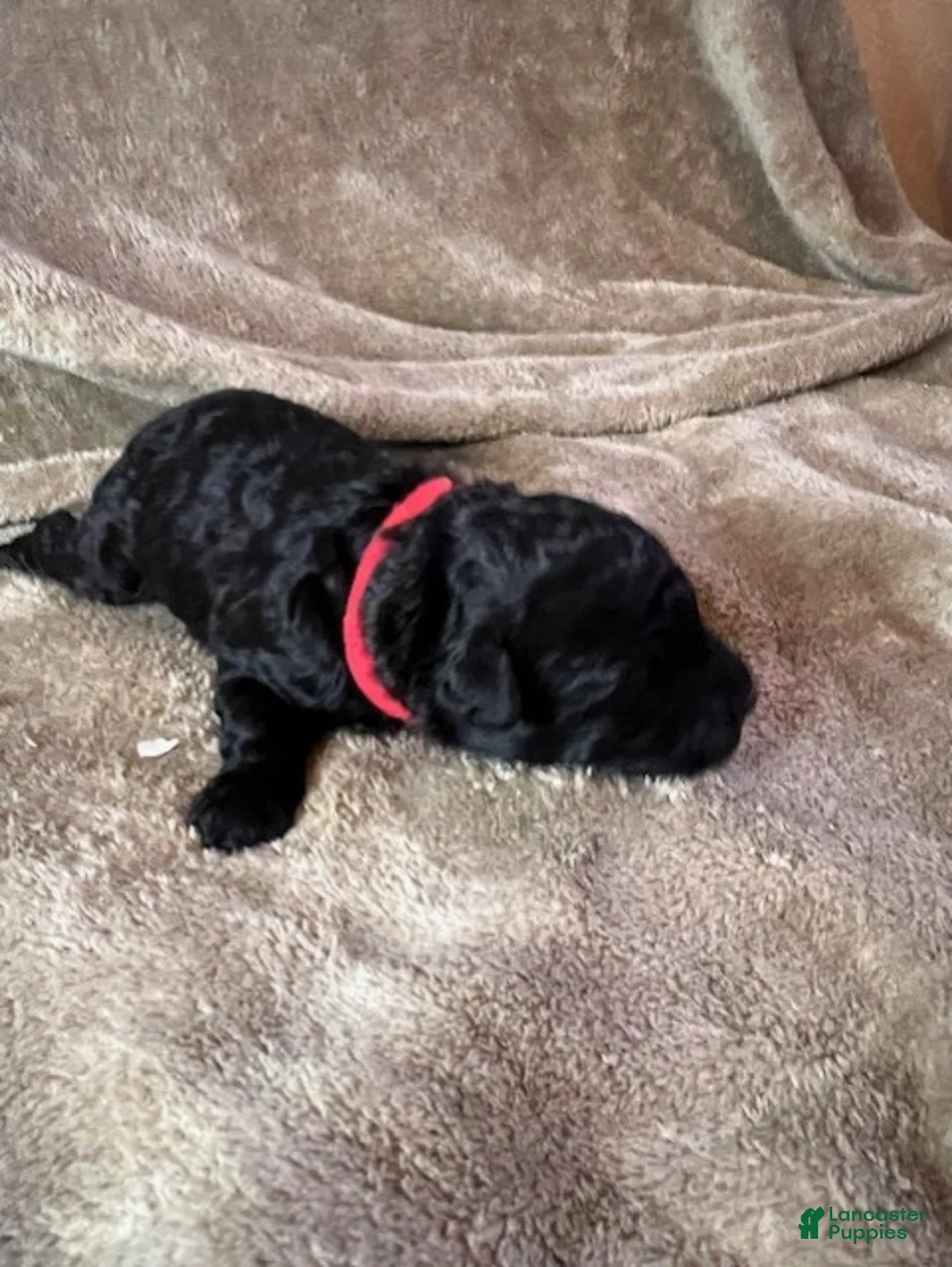 Hungarian Puli dogs for sale: Hungarian Puli Puppy 1 Big Red - Ad 1