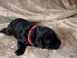 Hungarian Puli dogs Hungarian Puli Puppy 1 Big Red - Ad 3