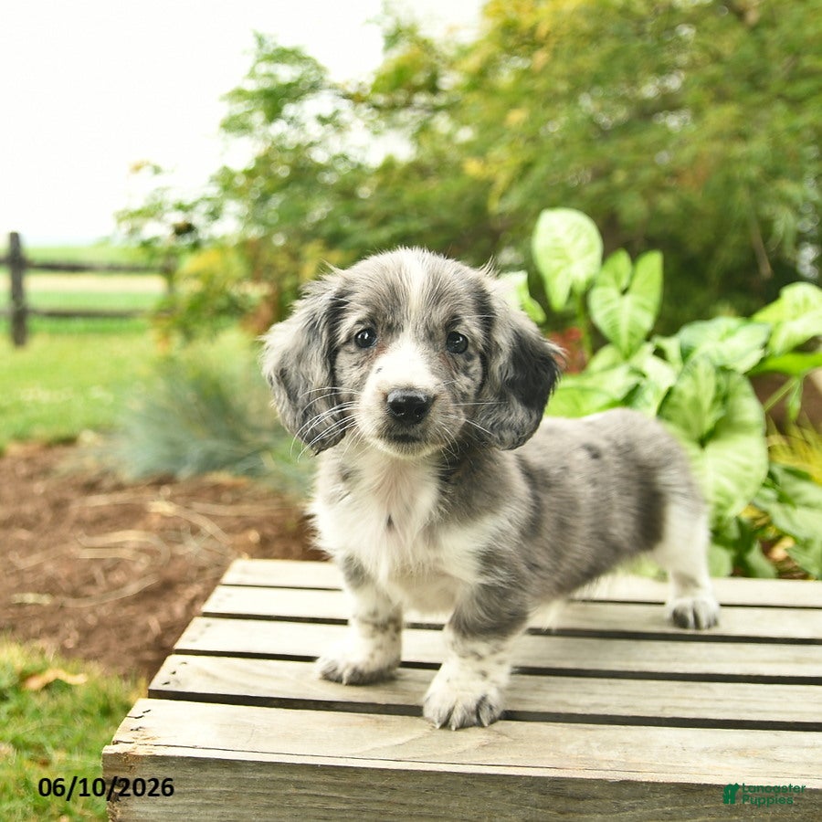Miniature Dachshund dogs Jupiter  - Ad 2