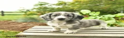 Miniature Dachshund dogs for sale: Jupiter  - Ad 2