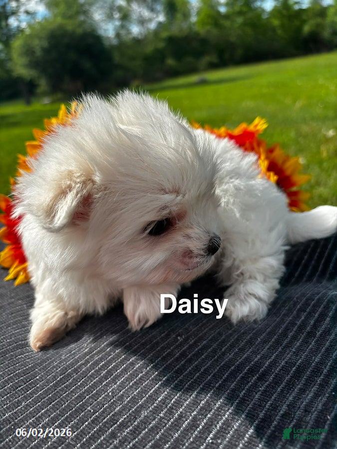 Maltese dogs for sale: Daisy - Ad 4