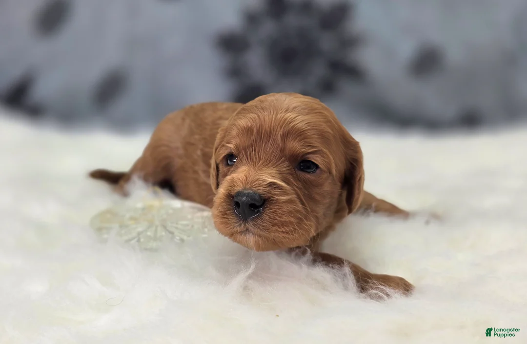 Cavapoo dogs for sale: Hail - Ad 3