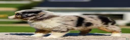 Miniature Australian Shepherd dogs for sale: Harmony - Ad 7